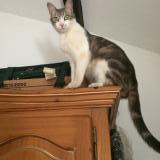 Picture of cat lost at Cabries