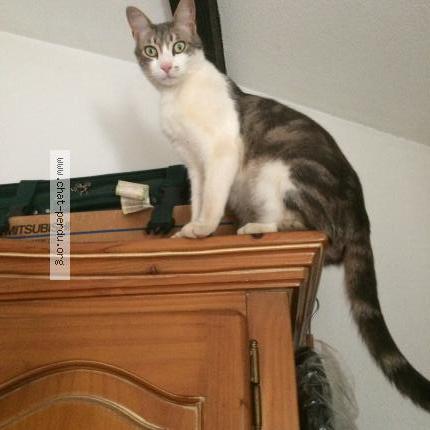 Photo 1/1 Ros Mitty Chat lost in Cabries