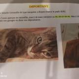 Picture of cat lost at Saint Pourcain Sur Sioule