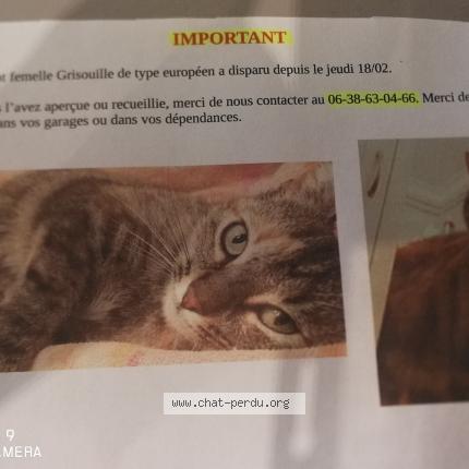Photo 1/1 Grisouille Chat lost in Saint pourcain sur sioule