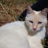 Picture of cat lost at Tiffauges