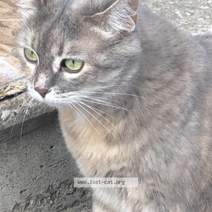 Photo 1/1 Emily Chat lost in Winnipeg