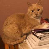 Picture of cat lost at Roubaix