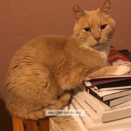 Photo 1/1 Ma nounou Chat lost in Roubaix