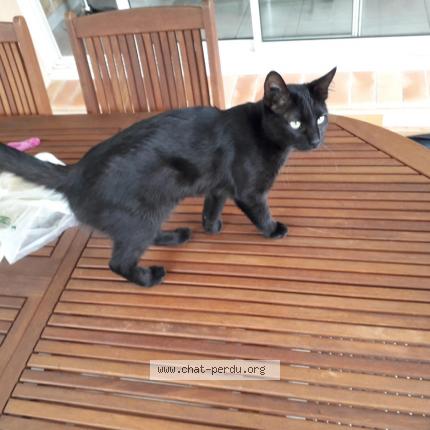 Photo 1/1 NALA Chat lost in Ollioules