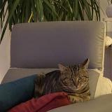 Picture of cat lost at Domgermain