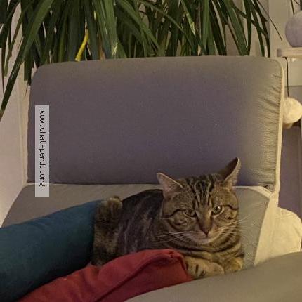 Photo 1/1 Titounet Chat lost in Domgermain