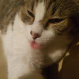 Picture of cat lost at Saint Rambert D Albon