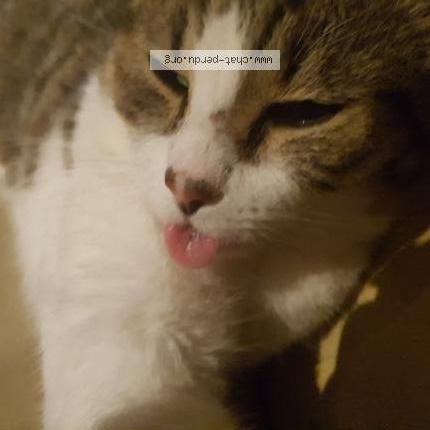 Photo 1/1 Oliver Chat lost in Saint rambert d albon