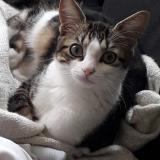 Picture of cat lost at Namps Maisnil