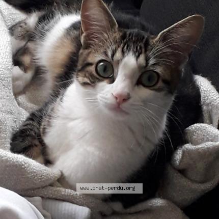 Photo 1/1 P&eacute;pite Chat lost in Namps maisnil