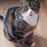 Picture of cat lost at Clapiers