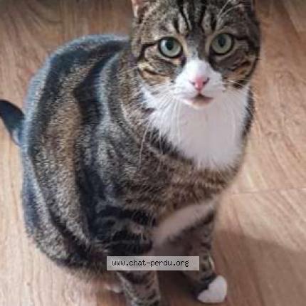 Photo 1/1 CHOUPINETTE Chat lost in Clapiers