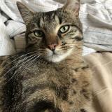 Picture of cat lost at Bron