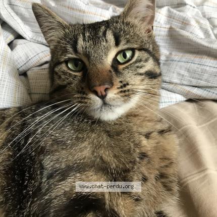 Photo 1/1 Balthazar Chat lost in Bron