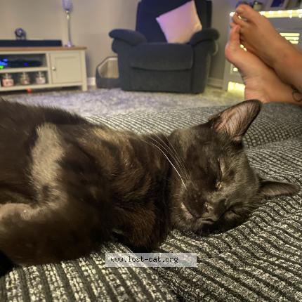 Smokey Lost Cat In Sittingbourne Lost Cat Great Britain