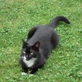 Picture of cat lost at Anglet