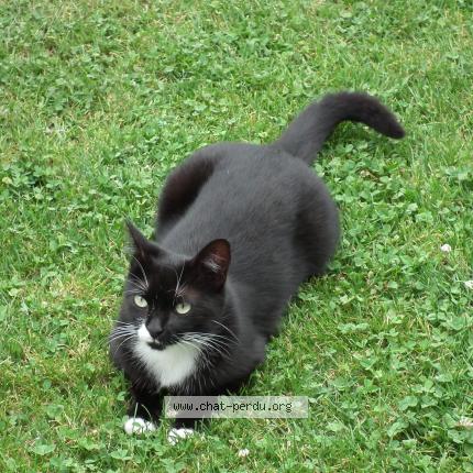 Photo 1/1 LILI Chat lost in Anglet