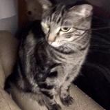 Cat Lost Or Found Phoenix Arizona United States