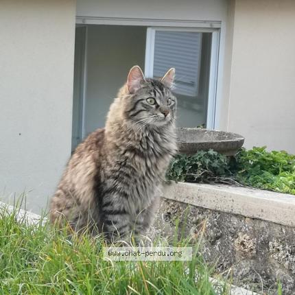 Photo 1/1 HODOR Chat lost in Meaux