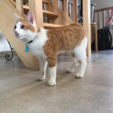 Picture of cat lost at Vieux Waleffe