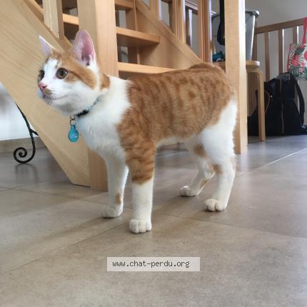 Photo 1/1 Nalu Chat lost in Vieux waleffe