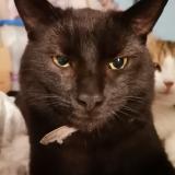 Picture of cat lost at Marigny Le Lozon