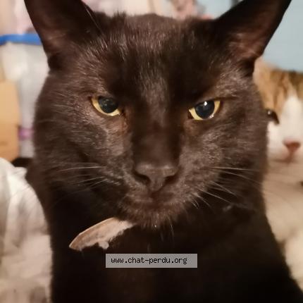 Photo 1/1 Deadpool Chat lost in Marigny le lozon