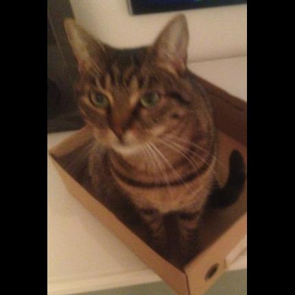 Photo 1/1 Zoé Chat lost in Meschers