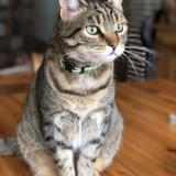 Picture of cat lost at Woluwe Saint Lambert