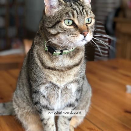 Photo 1/1 Rams&egrave;s Chat lost in Woluwe saint lambert