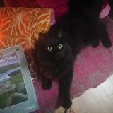 Picture of cat lost at Montreuil