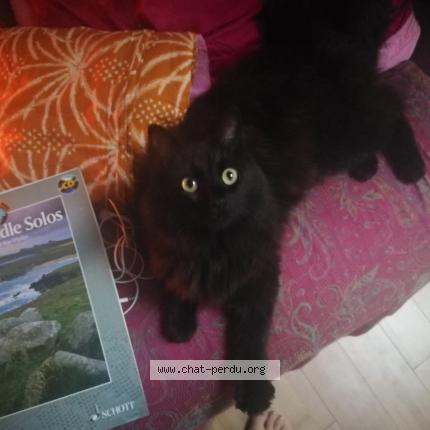 Photo 1/1 Mona Chat lost in Montreuil