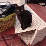 Picture of cat lost at Toulon