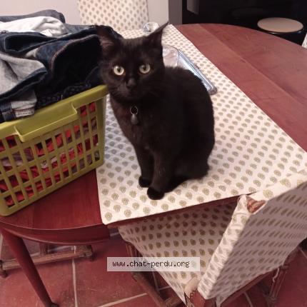 Photo 1/1 Moka Chat lost in Toulon