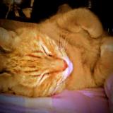 Cat Lost Or Found Phoenix Arizona United States