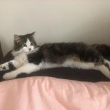 Picture of cat lost at Chapet