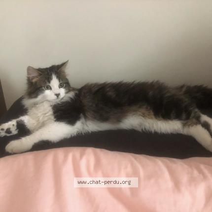 Photo 1/1 chaussette Chat lost in Chapet