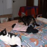 Picture of cat lost at Semussac