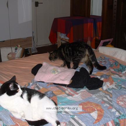 Photo 1/1 Chanelle Chat lost in Semussac