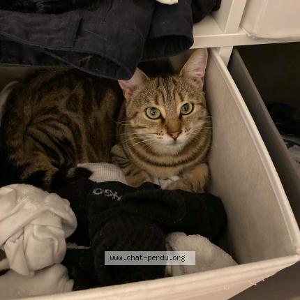 Photo 1/1 Easy Chat lost in Coudun