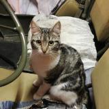 Picture of cat lost at Maisons Alfort