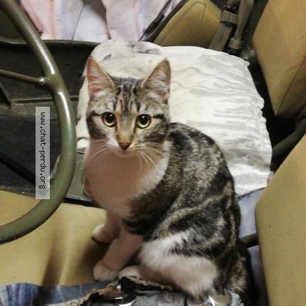 Photo 1/1 Ruby Chat lost in Maisons alfort