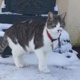 Picture of cat lost at Lancieux