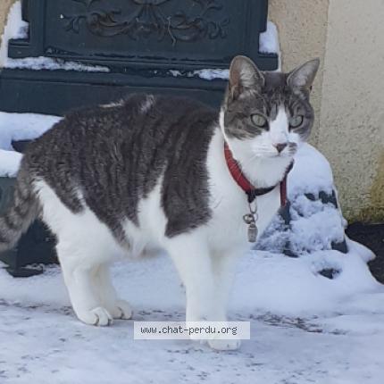 Photo 1/1 FRIPOUILLE Chat lost in Lancieux