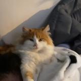 Picture of cat lost at Les Ecorces