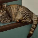 Picture of cat lost at Guitres