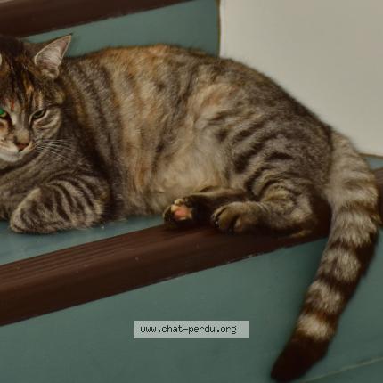 Photo 1/2 Nousha Chat lost in Guitres