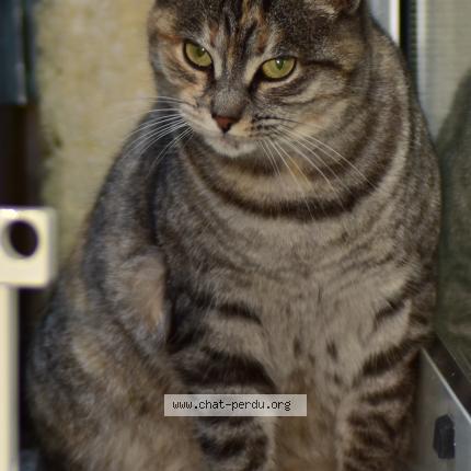 Photo 2/2 Nousha Chat lost in Guitres