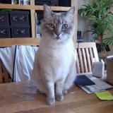 Picture of cat lost at Annecy Seynod